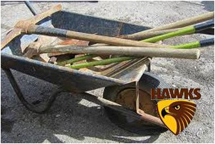 hawks